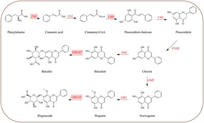 Root-specific flavones and critical enzyme genes involved in their synthesis changes due to drought stress on Scutellaria baicalensis